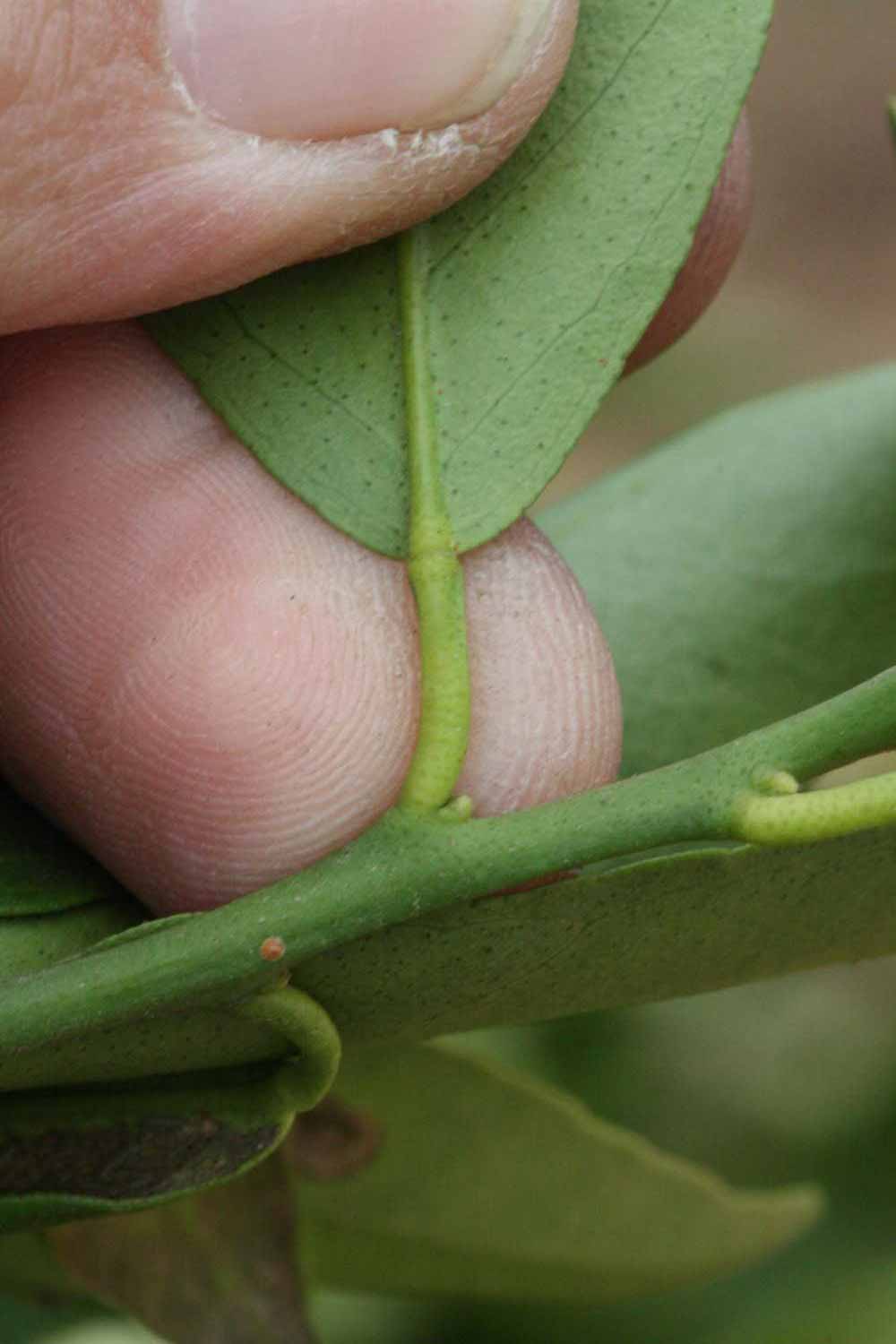              Petiole (SRA 92, Riverside, CA)       